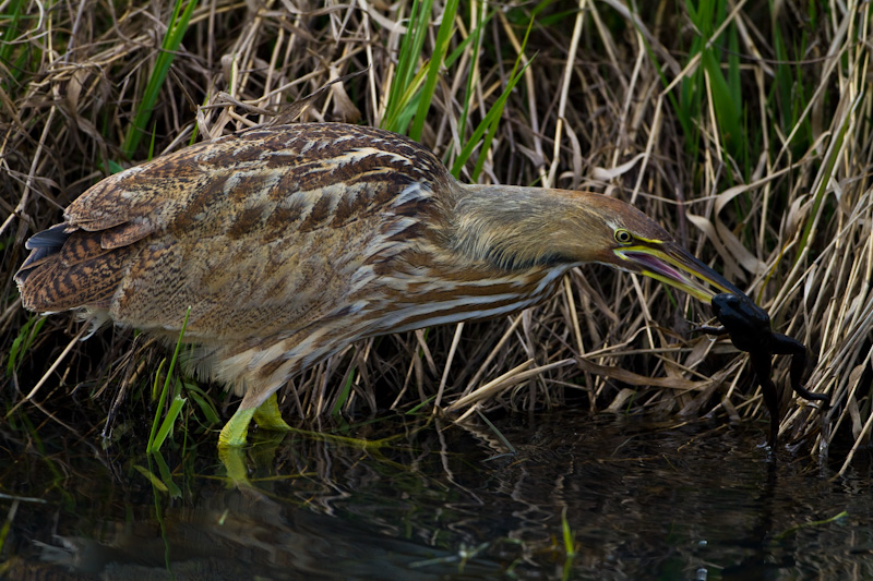 American Bittern Eating Frog